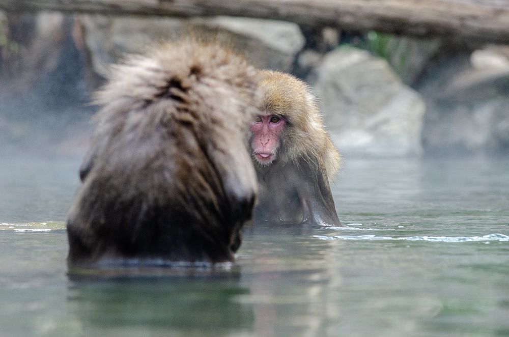 Onsen, this time for monkeys